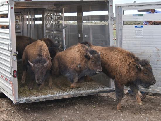 Three bison running out of a silver trailer. 