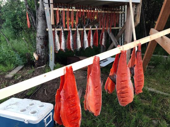 Hanging salmon (photo by Alissa N. Rogers)