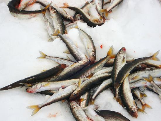 Freshly caught smelt in Koyuk, Alaska (photo by R. Nanouk)