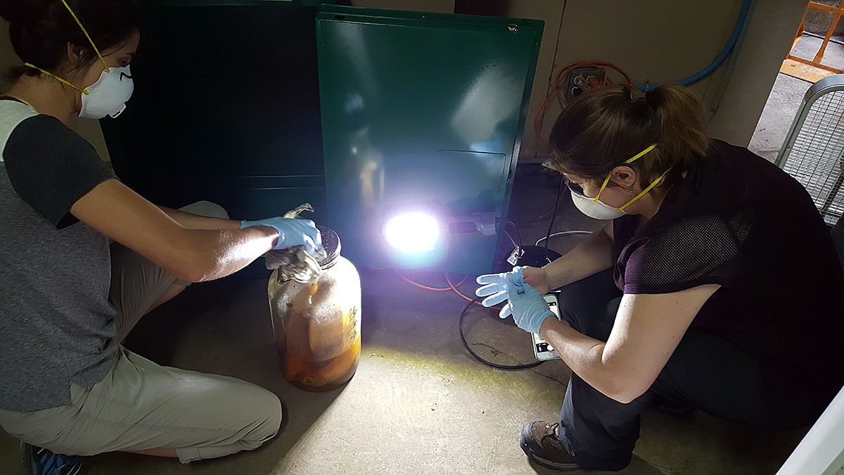 Two women cleaning and photographing a large jar of fish specimens