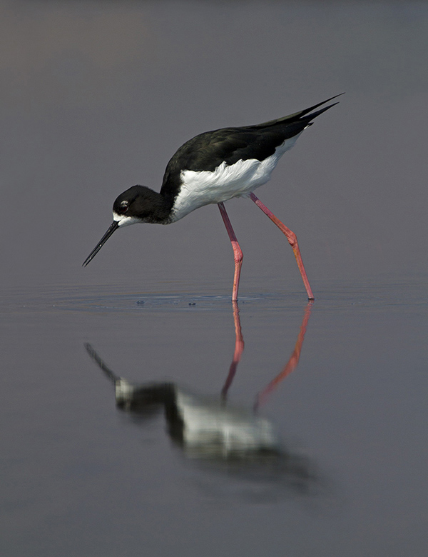 A Hawaiian stilt (Aeʻo) in Maui.