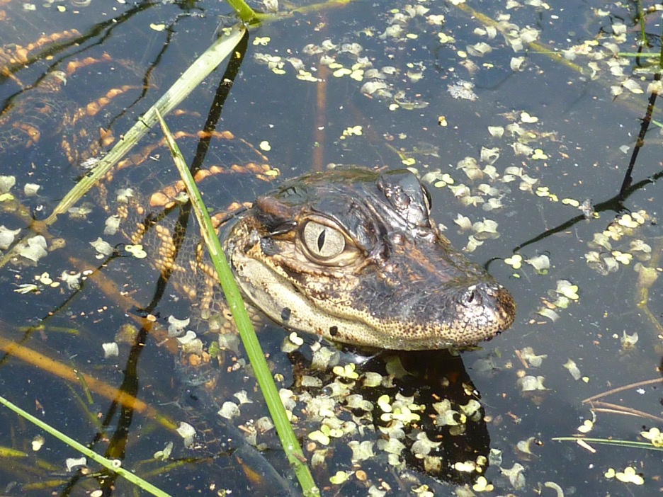 A young American alligator poking its head above the water