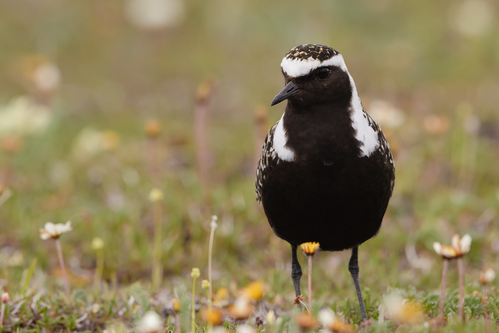 A black, gold, and white colored shorebird in breeding plumage among the white and gold flowers of the Arctic tundra.