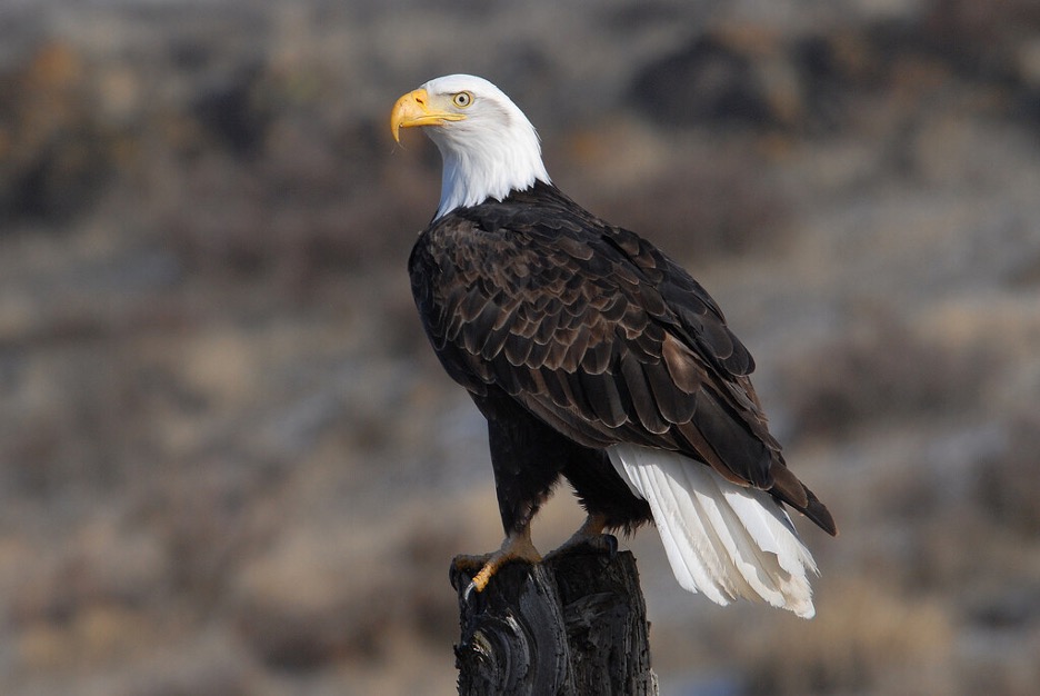 A bald eagle surveying its environment while perched on a stump of wood