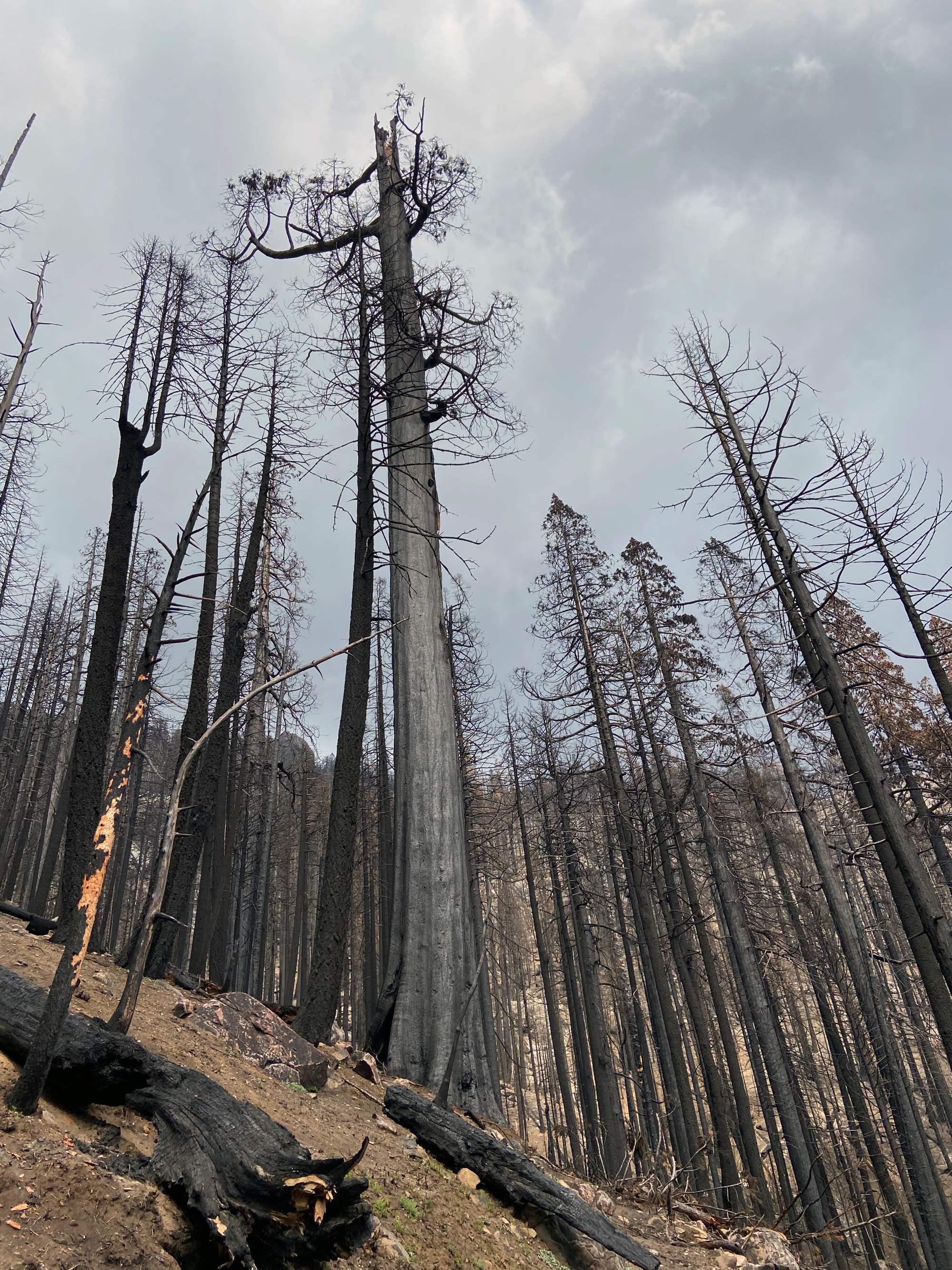 A recently burned area with burned trees and blackened ground. 