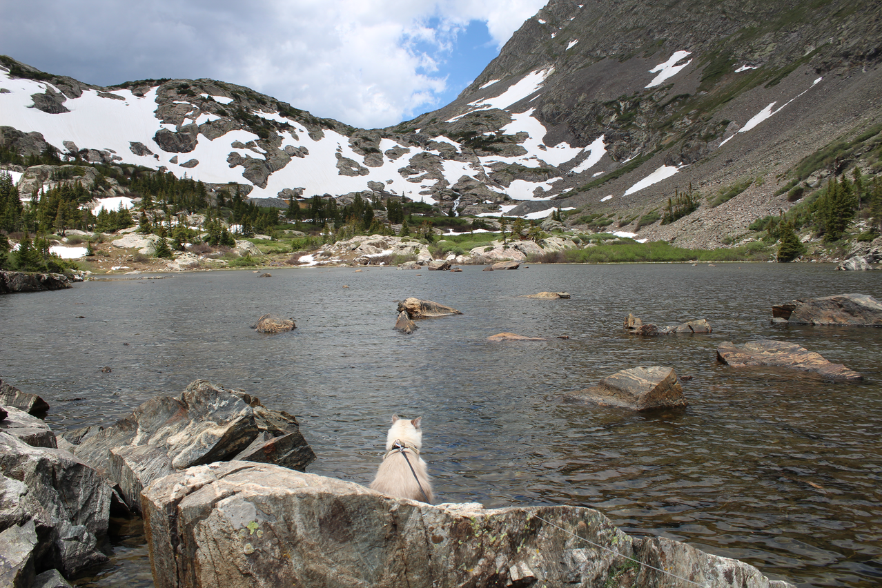 Domestic cat on a leash sits in front of a mountain lake. 