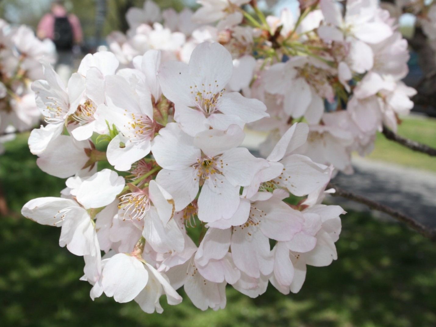 Closeup of white cherry blossoms showing the detail of the individual flowers.