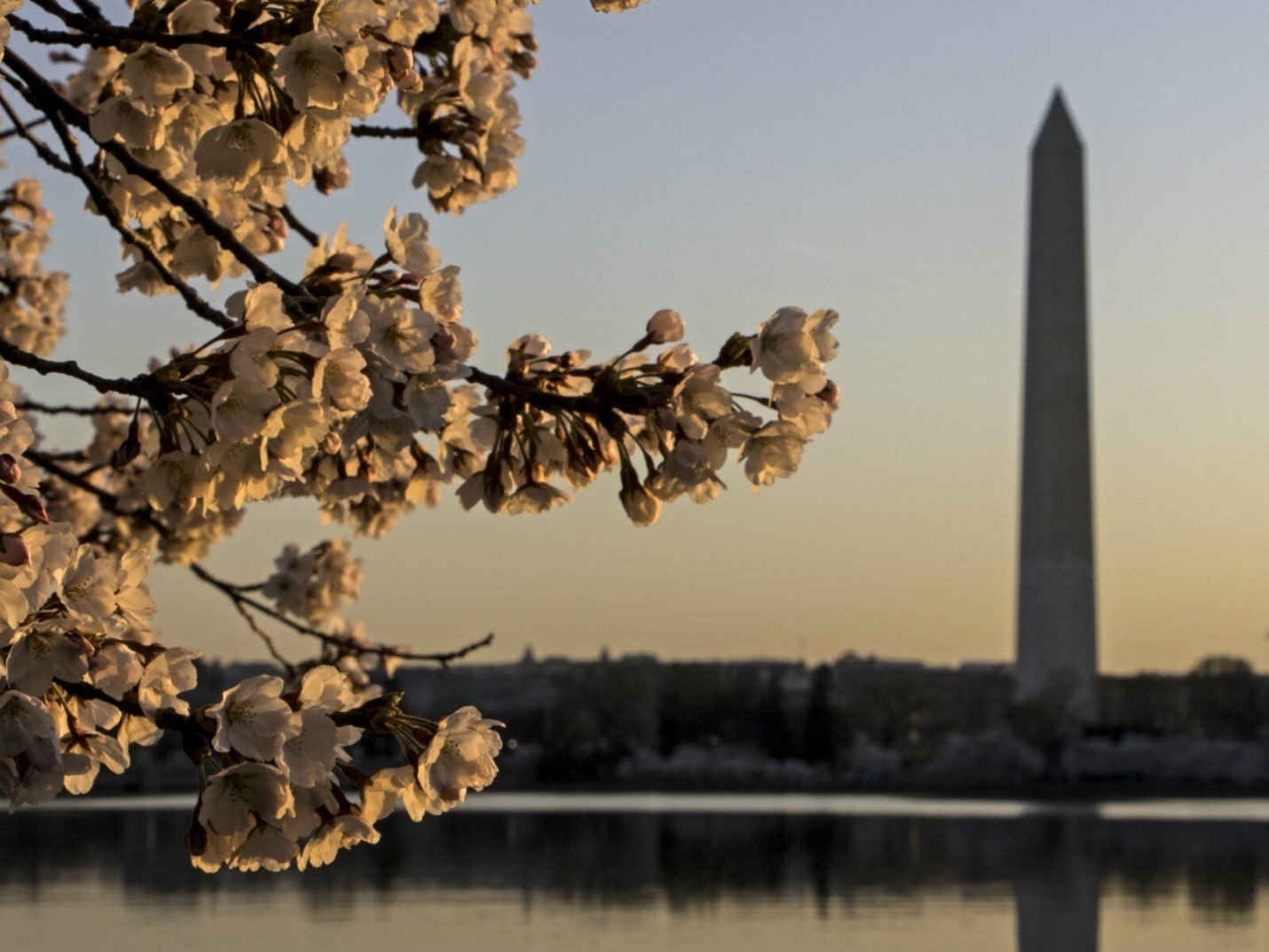 Closeup of cherry blossoms in low light with the Washington Monument in the background.
