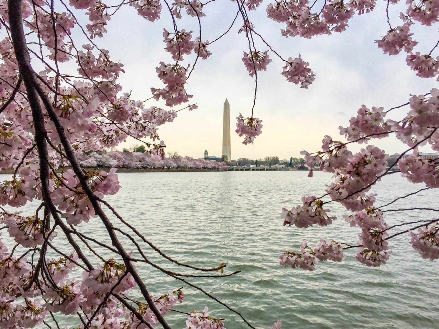 Pink and white cherry blossoms frame the Washington Monument.