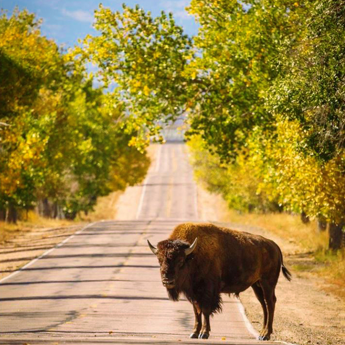 bison-in-rocky-mountain-arsenal-national-wildlife-refuge-in-colorado.jpg