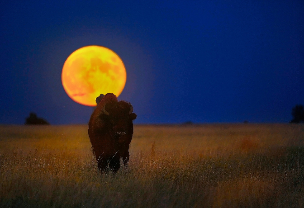 bison-wind-cave-national-park-south-dakota-photo-courtesy-of-kadek-susanto.jpg