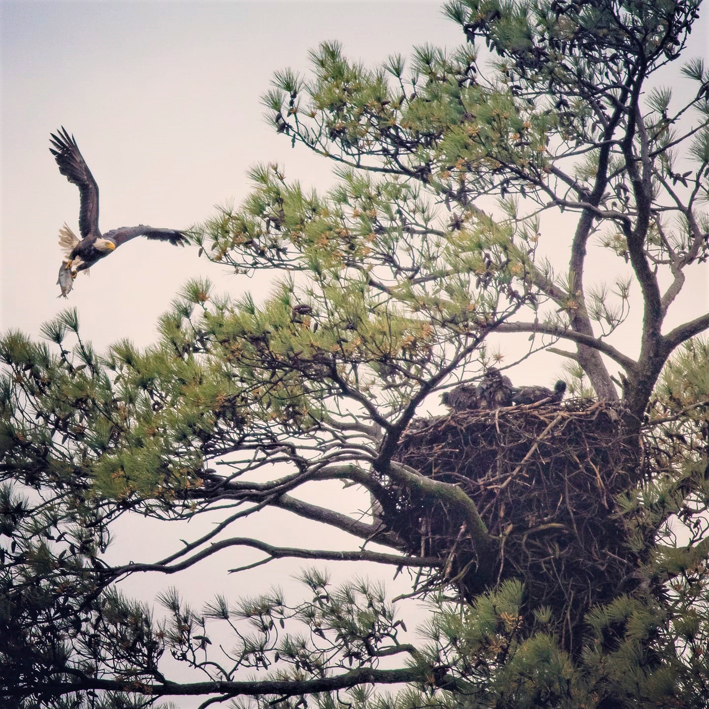 blackwater-national-wildlife-refuge-photo-by-abe-and-maggie.jpg