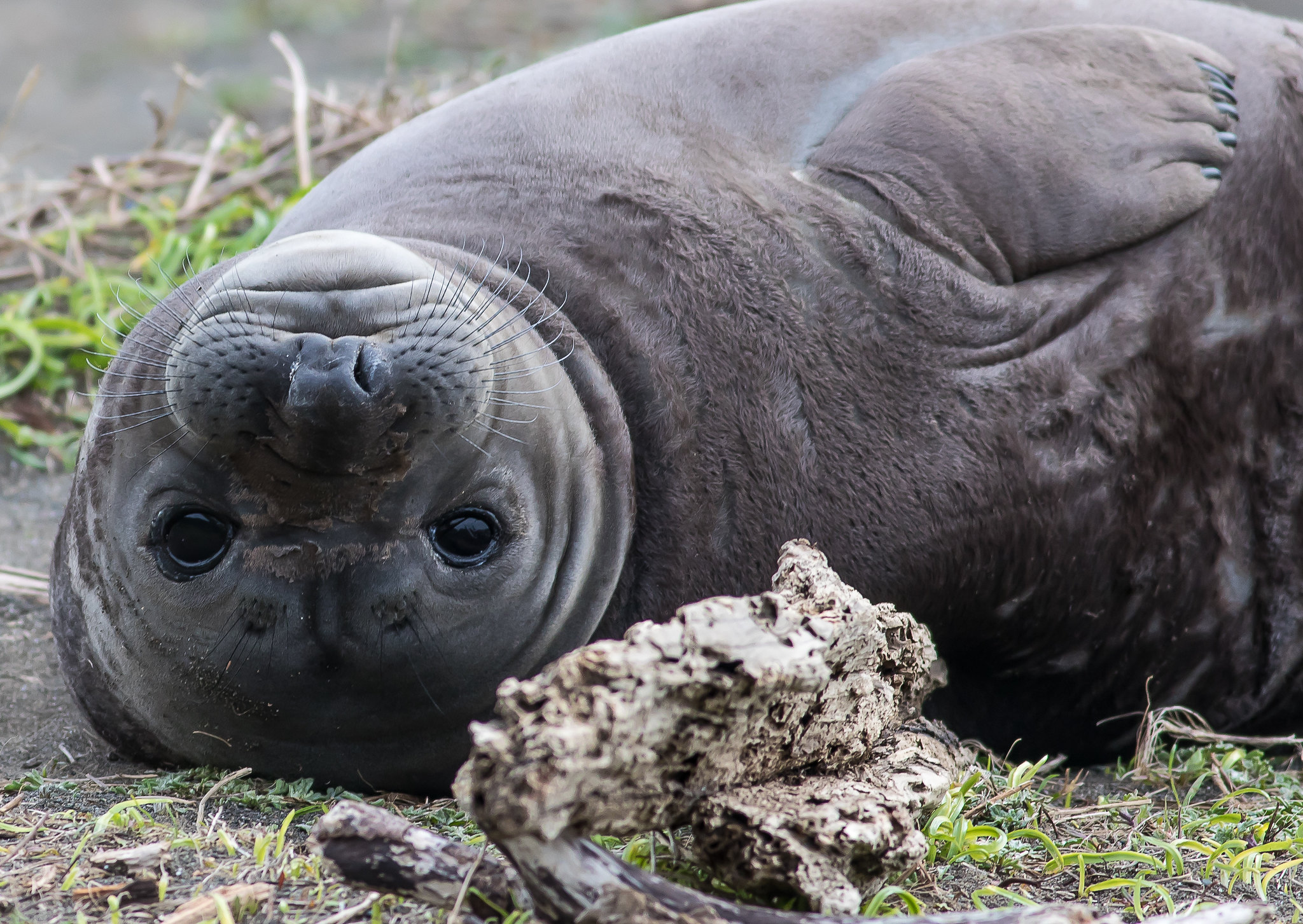 elephant-seal-in-the-king-range-bob-wick-blm.jpg