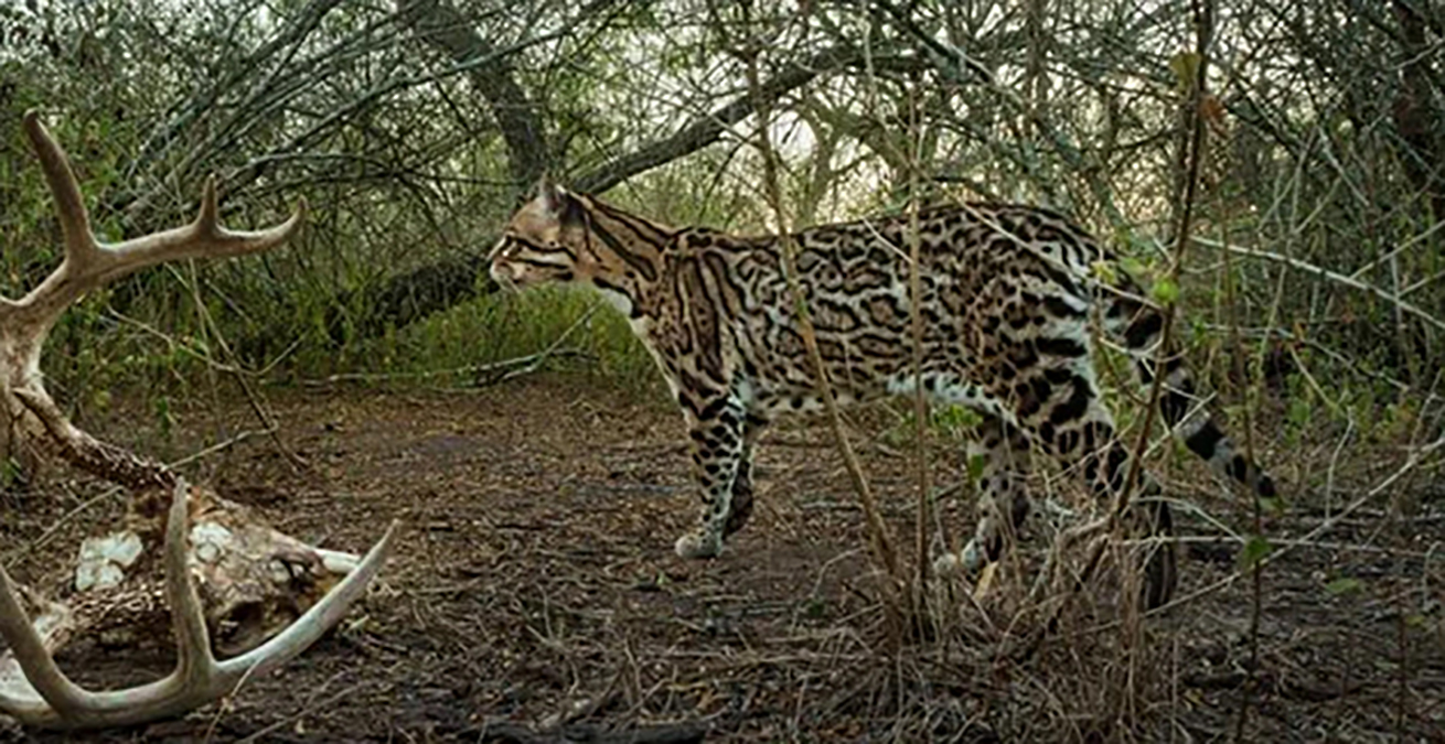 americanocelot-benmasters.jpg