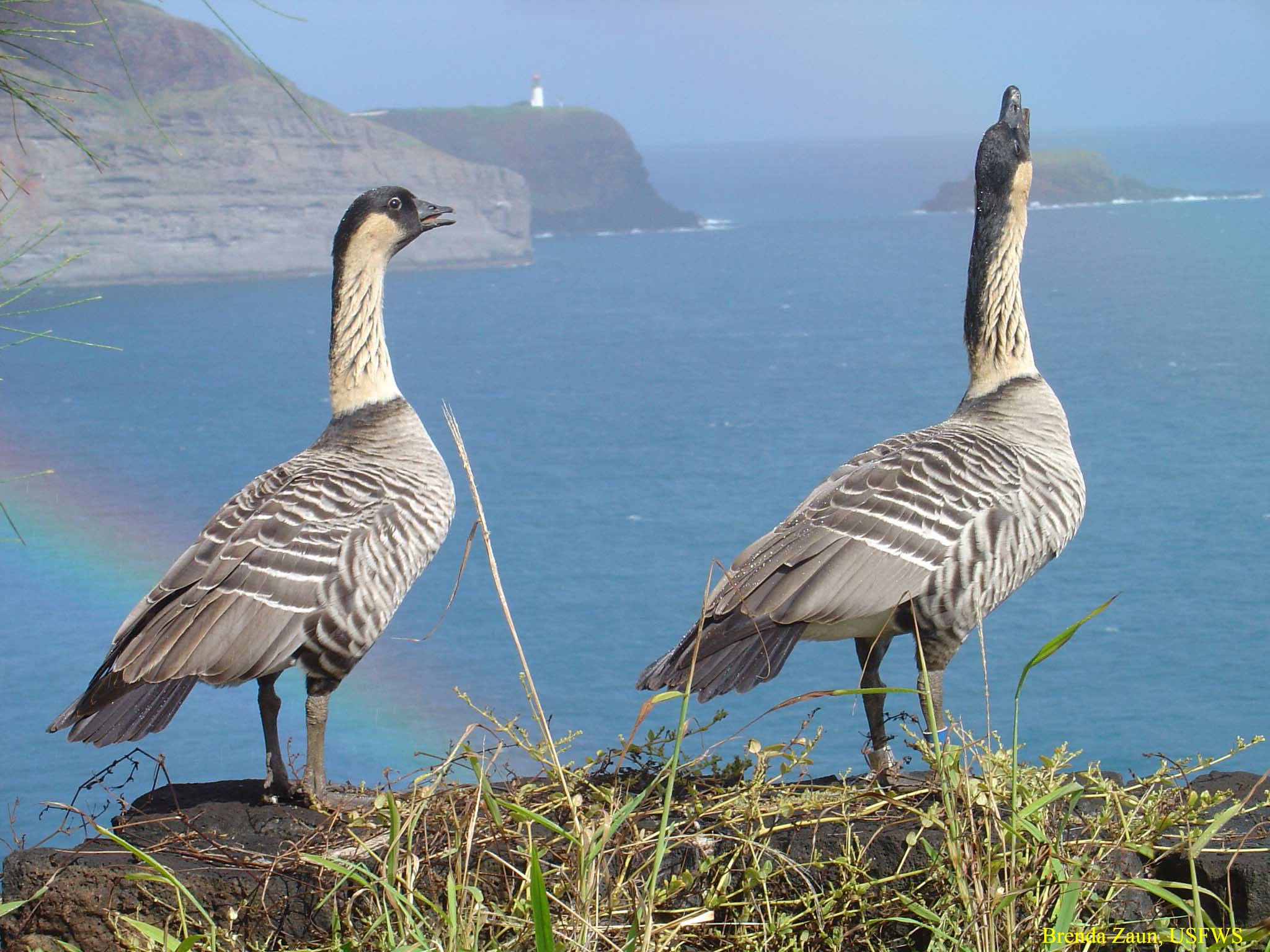 hawaiian-goose-nene-kilauea-point-nwr-usfws-photo-brenda-zaun-2.jpg