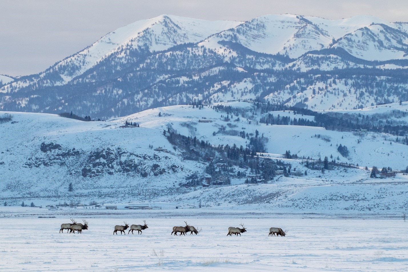 herd-elk-national-elk-refuge-wyoming-usfws.jpg