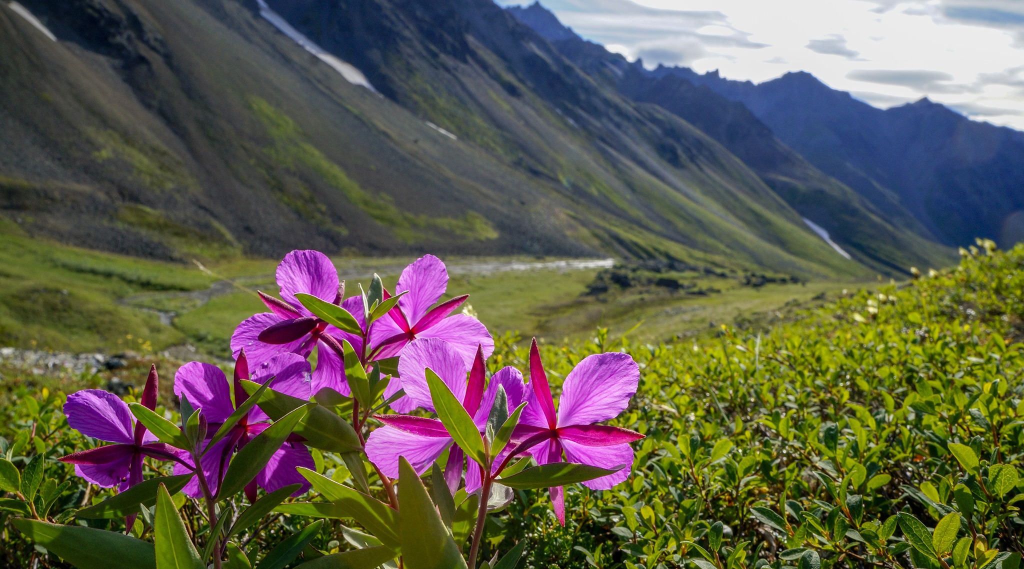 lake-clark-flowers-photo-by-nps.jpg