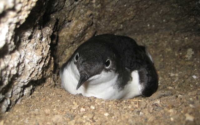 Scripp-s-Murrelet-on-Anacapa-by-Sarah-Thomsen-640x400.JPG