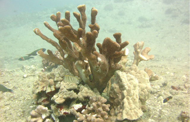 corals_640x410.jpg