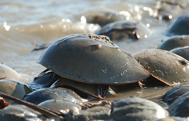 horseshoe-crab-by-Gregory-Breese-FWS_640x410.jpg