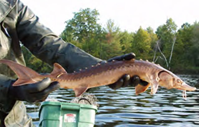 lake-sturgeon_St-Lawrence_640x410.jpg