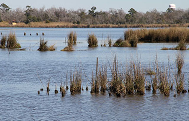 restored-estuarine-marsh_640x410.jpg