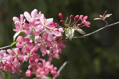 Cherry-blossoms_1.jpg