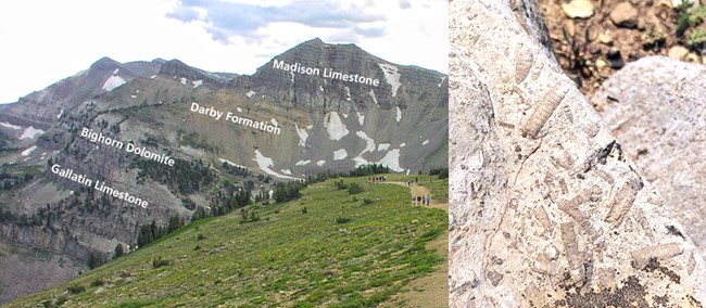 sed-layers-limestone-left-s.zenner-nps-right-e.helton-nps-teton.jpg