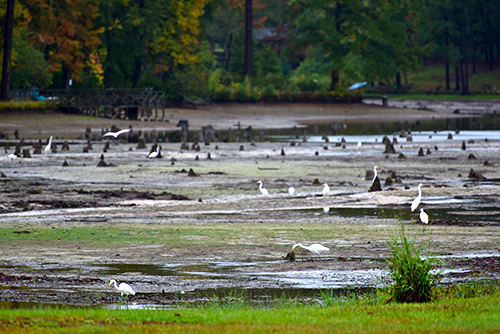 Columbia-SC-Bill-Koplitz-FEMA-Lake-Elizabeth-Great-EgretsWEB.jpg