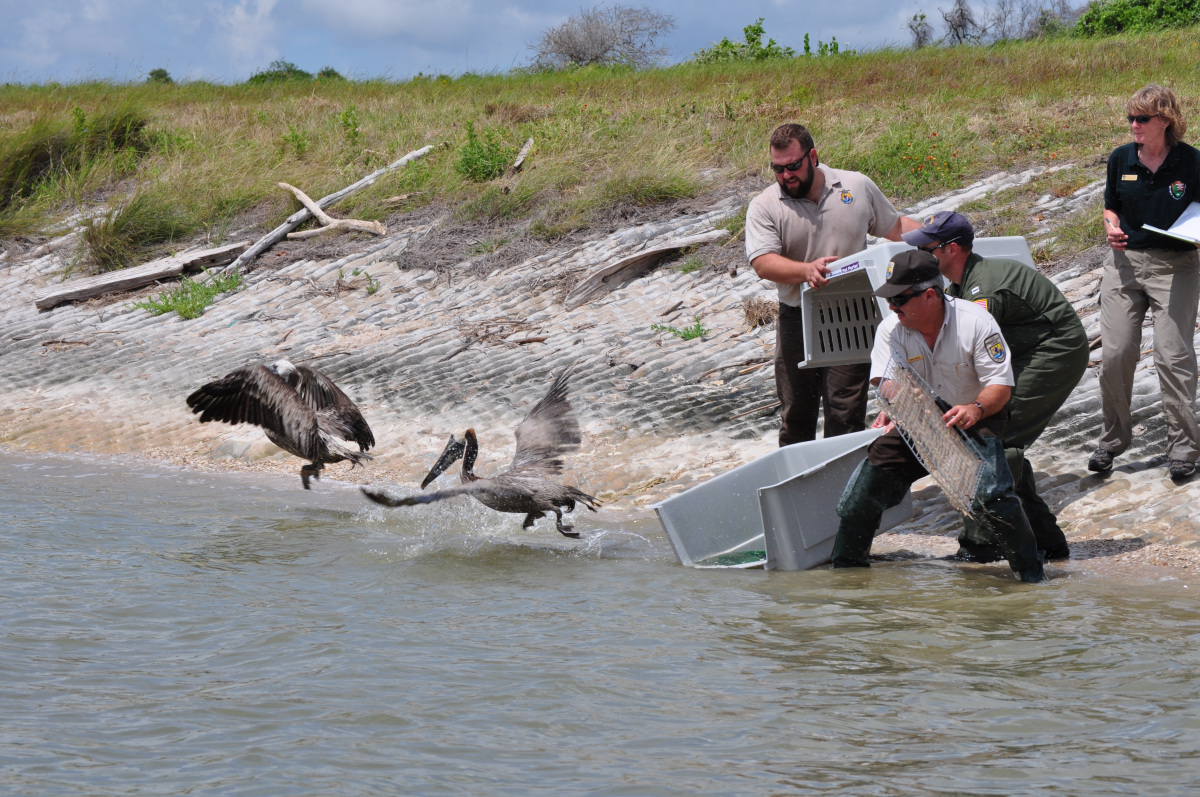 aransas-nwr-bird-release-usfws.jpg