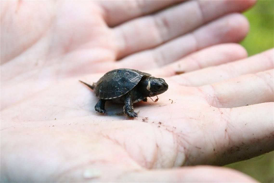 Very shop small turtles