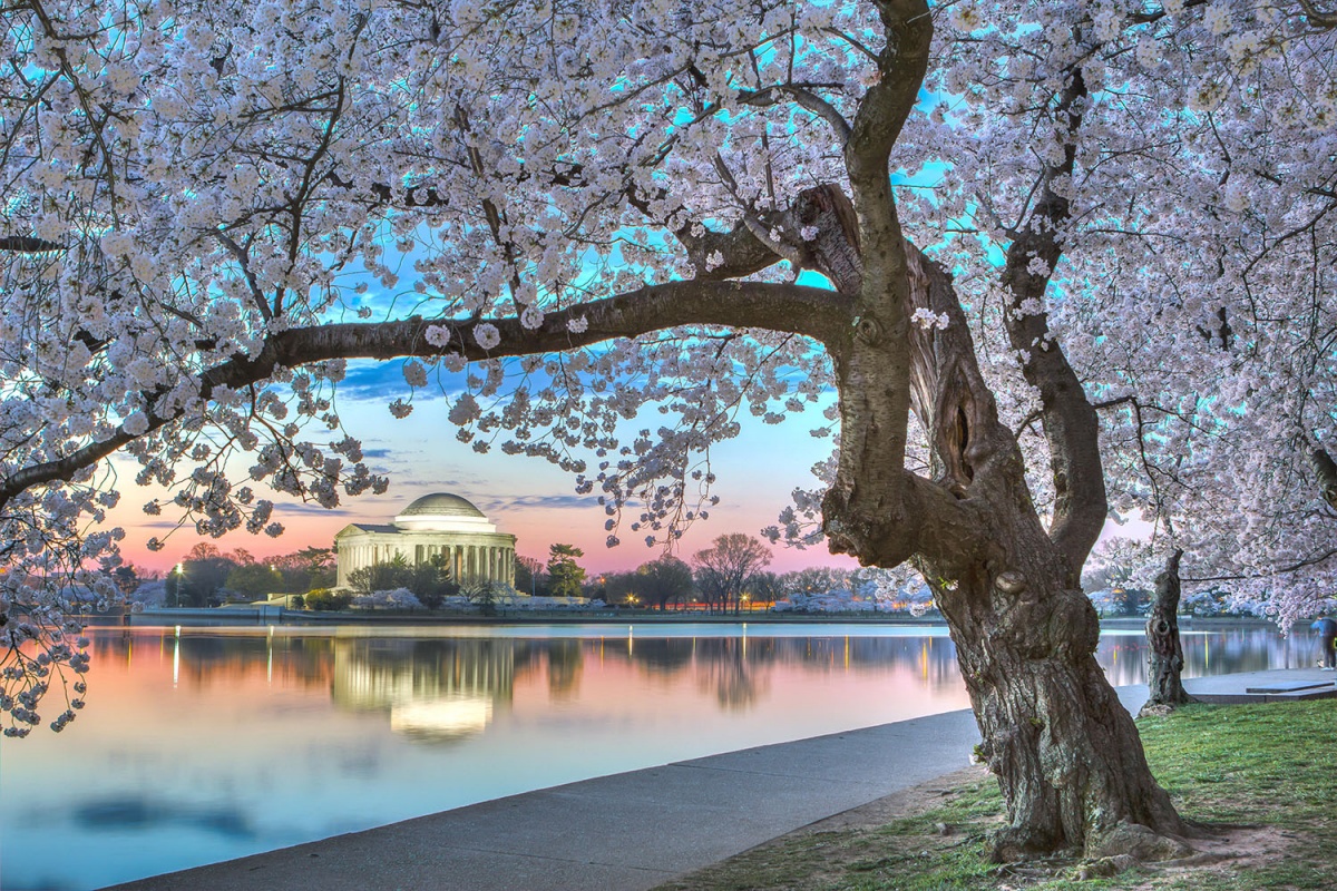 cherry_blossoms_national_mall_nps_andrew_rhodes_ste_smaller.jpg