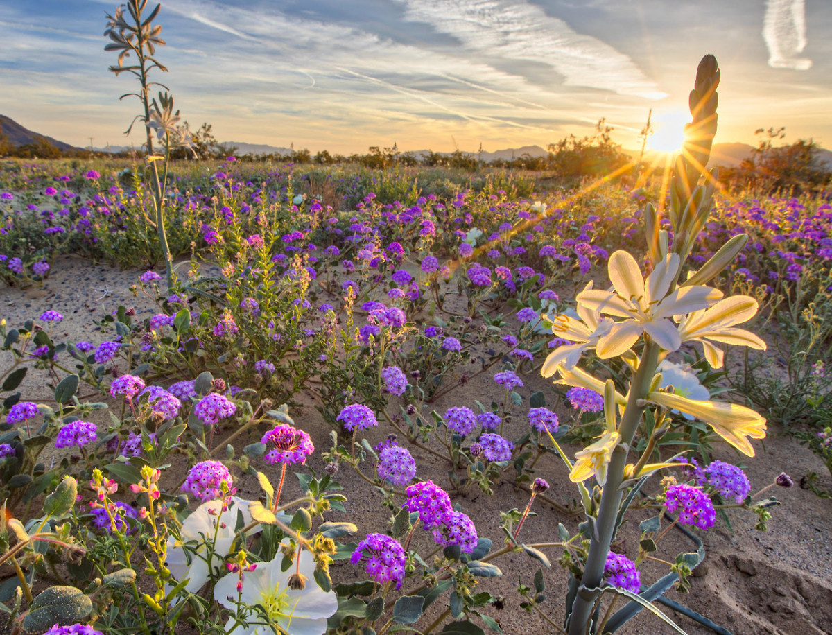 Wild for Wildflowers  U.S. Department of the Interior