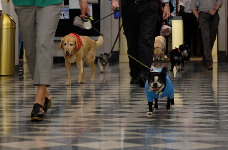 doggies.jpg