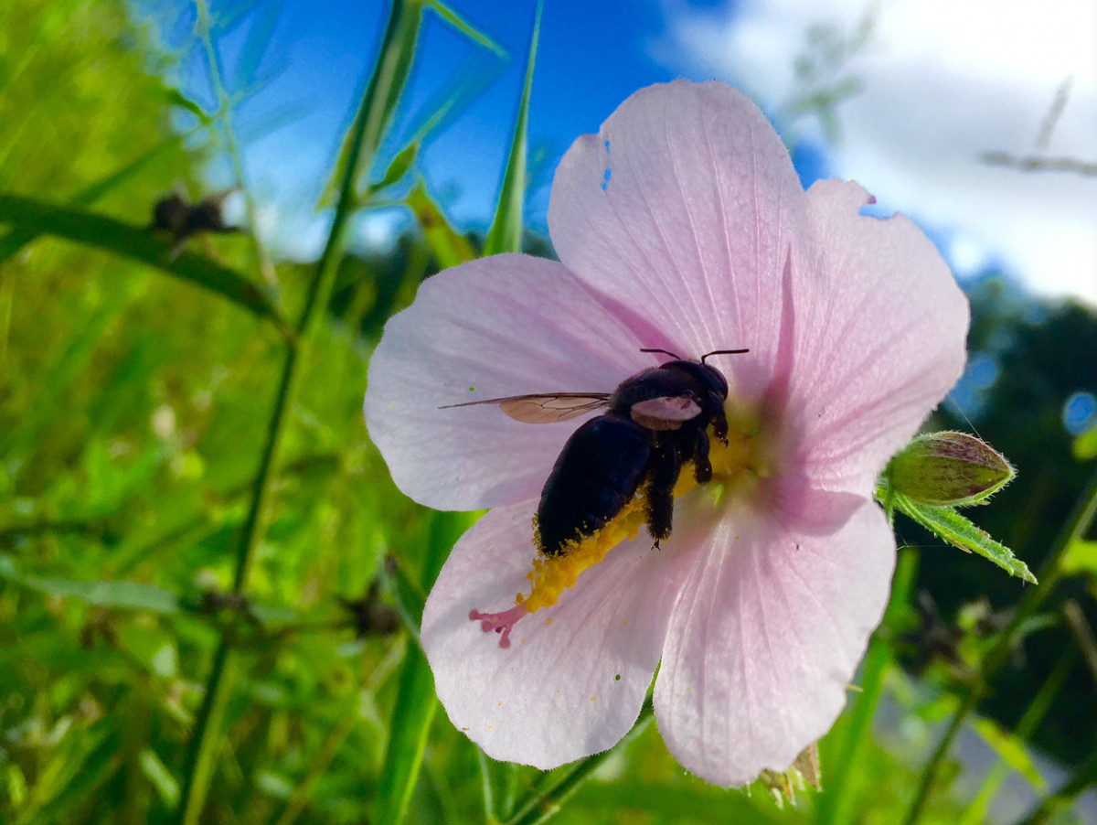 everglades_np_nps_photo_a_tintori_saltmarsh_mallow_crop.jpg