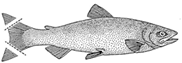 fish_tail_fins_0.png
