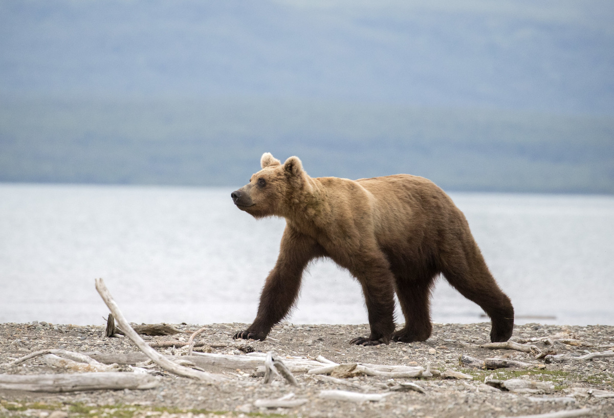 katmai-np-nps-photo-l.-pastweka-bear-503_0.jpg