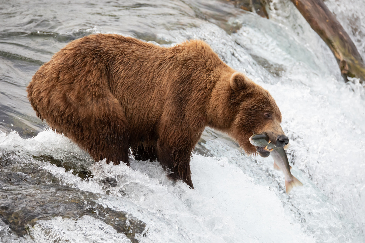 katmai-np-nps-photo-m.-freels-402-bear.jpg