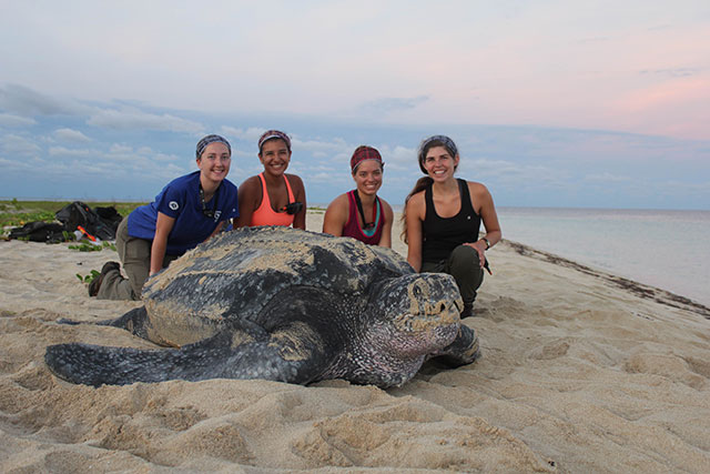 large_leatherback._sandy_point_nwr._shannon_borowy_fws.jpg