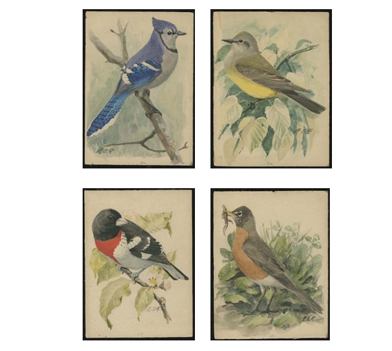 usfws-blue-jay-arkansas-king-bird-american-robin-rose-breasted-grosbeak-by-louis-agassiz-fuertes-web_0.png