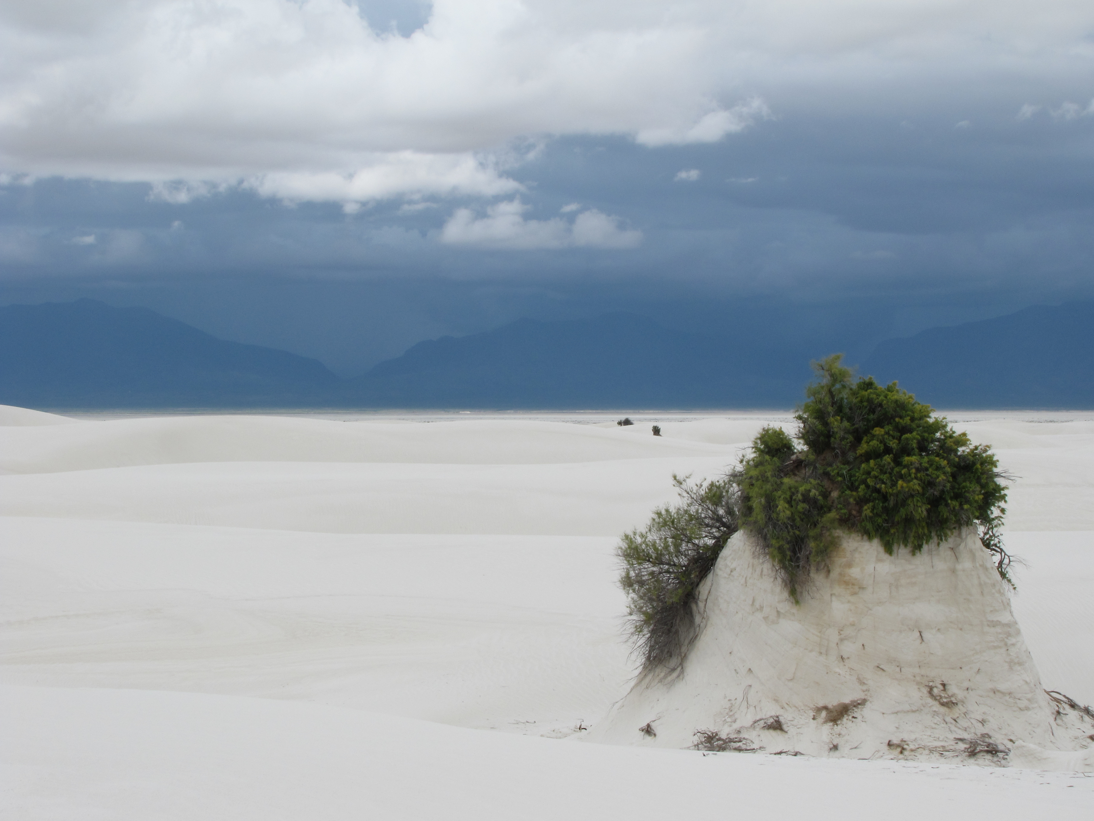 white-sands-national-park-plant-pedestal.jpg