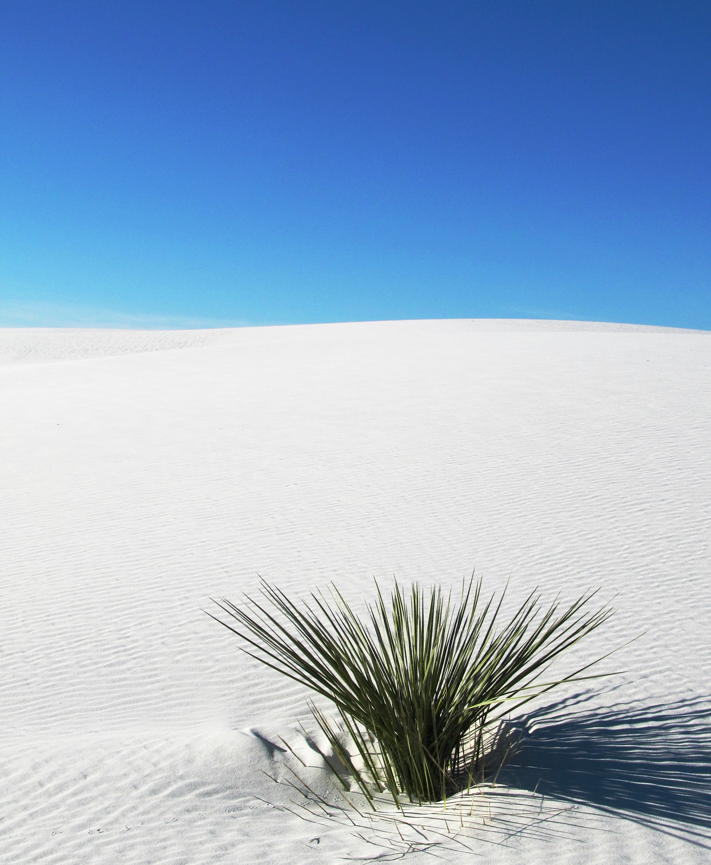 white-sands-national-park-soaptree-yucca-nps.jpg