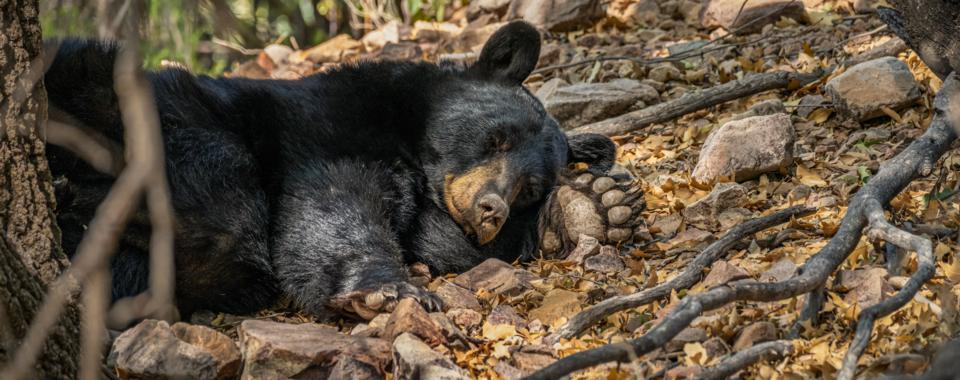 A bear laying on a forest floor