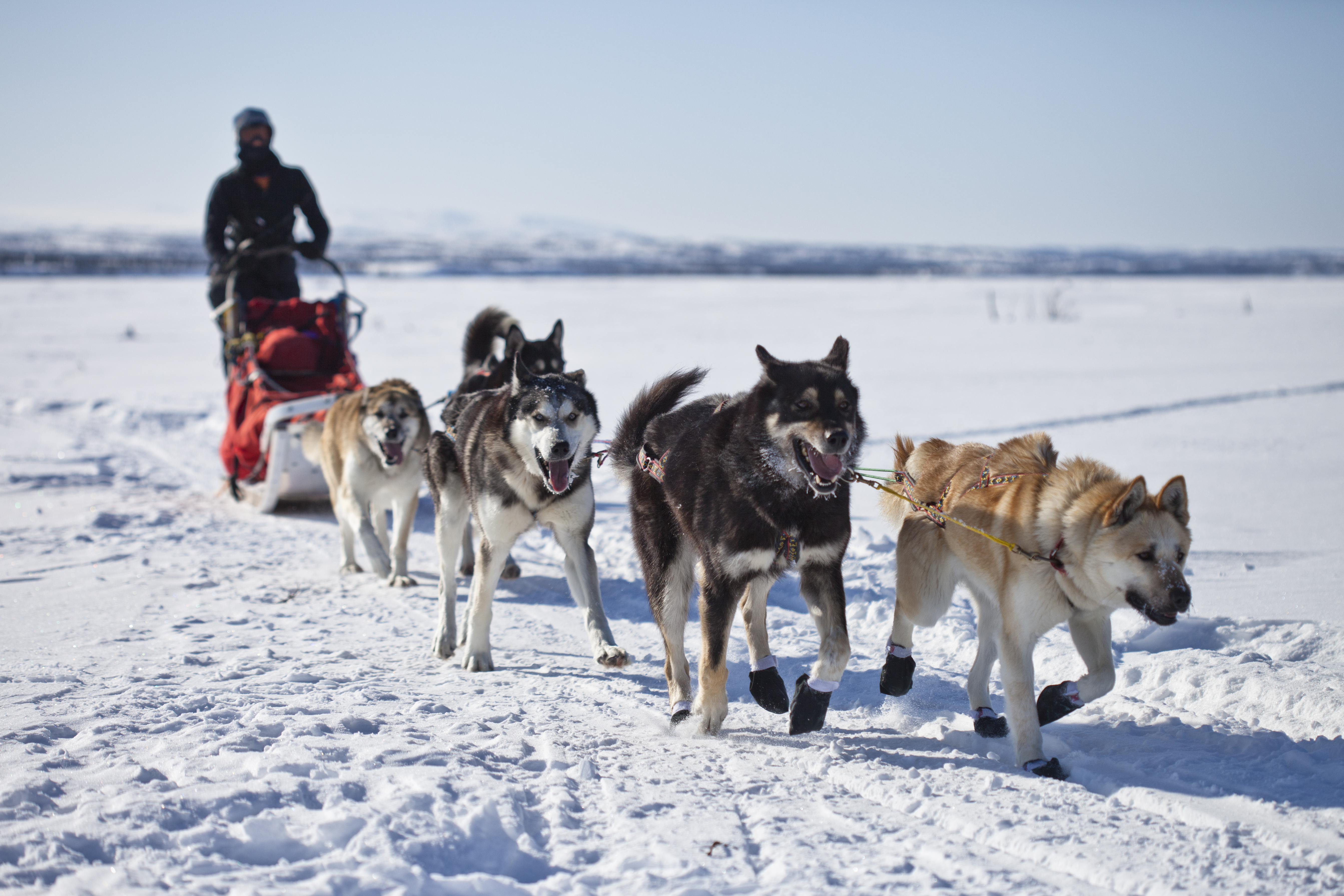 Sled dogs at Denali National Park.