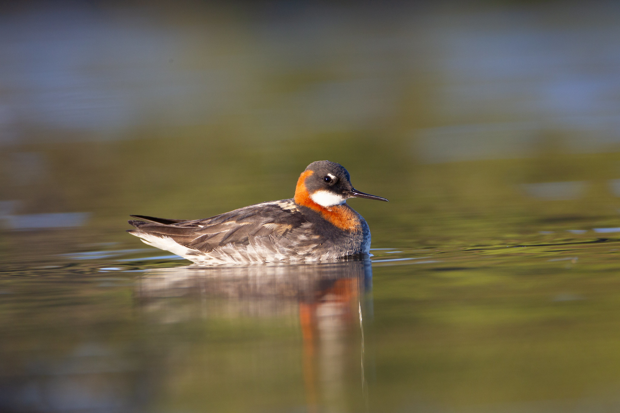 Female red-necked phalarope on a tundra pond.