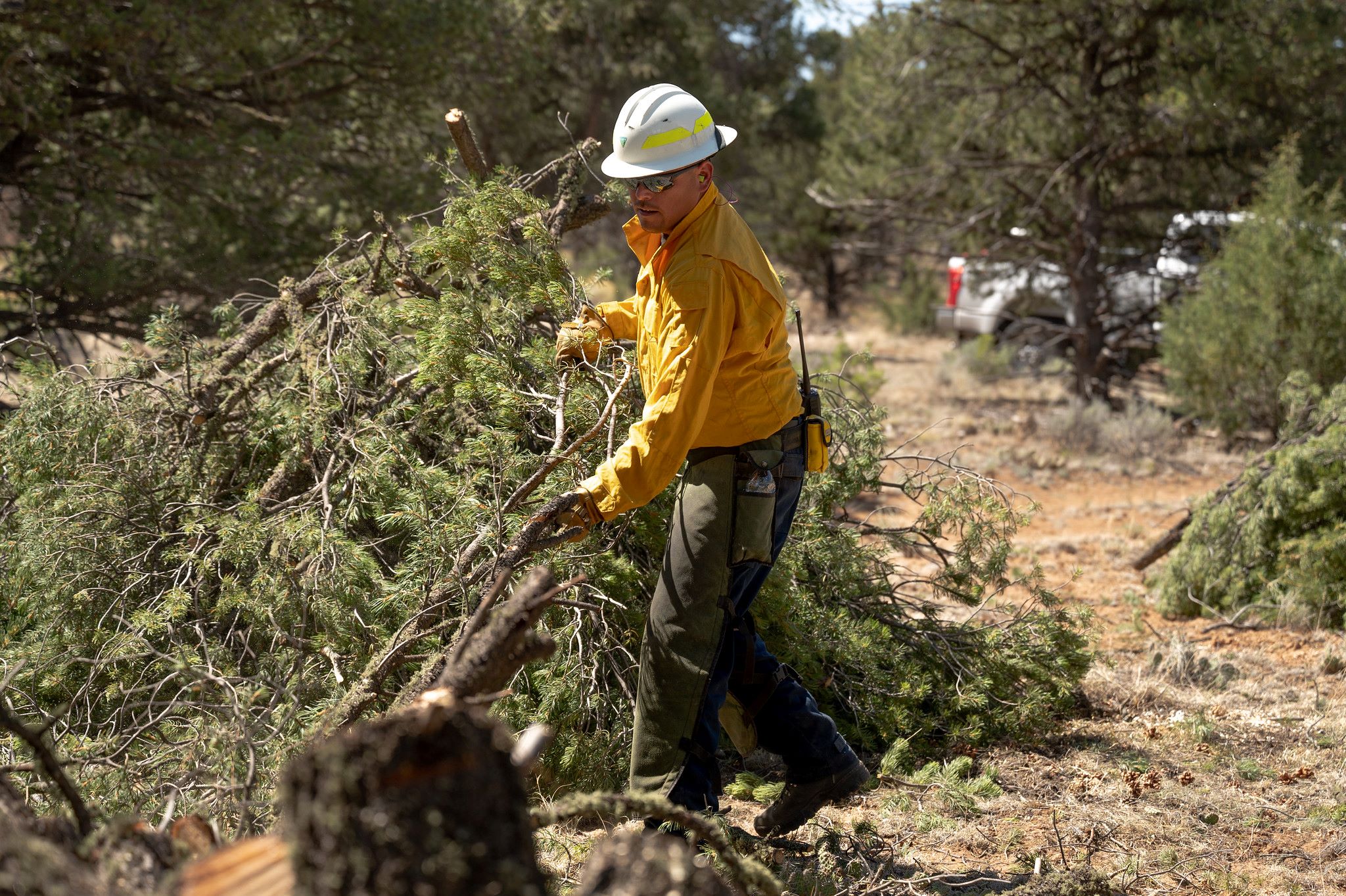 A wildland fire employee moves recently cut tree branches into a pile during a fuels management project.
