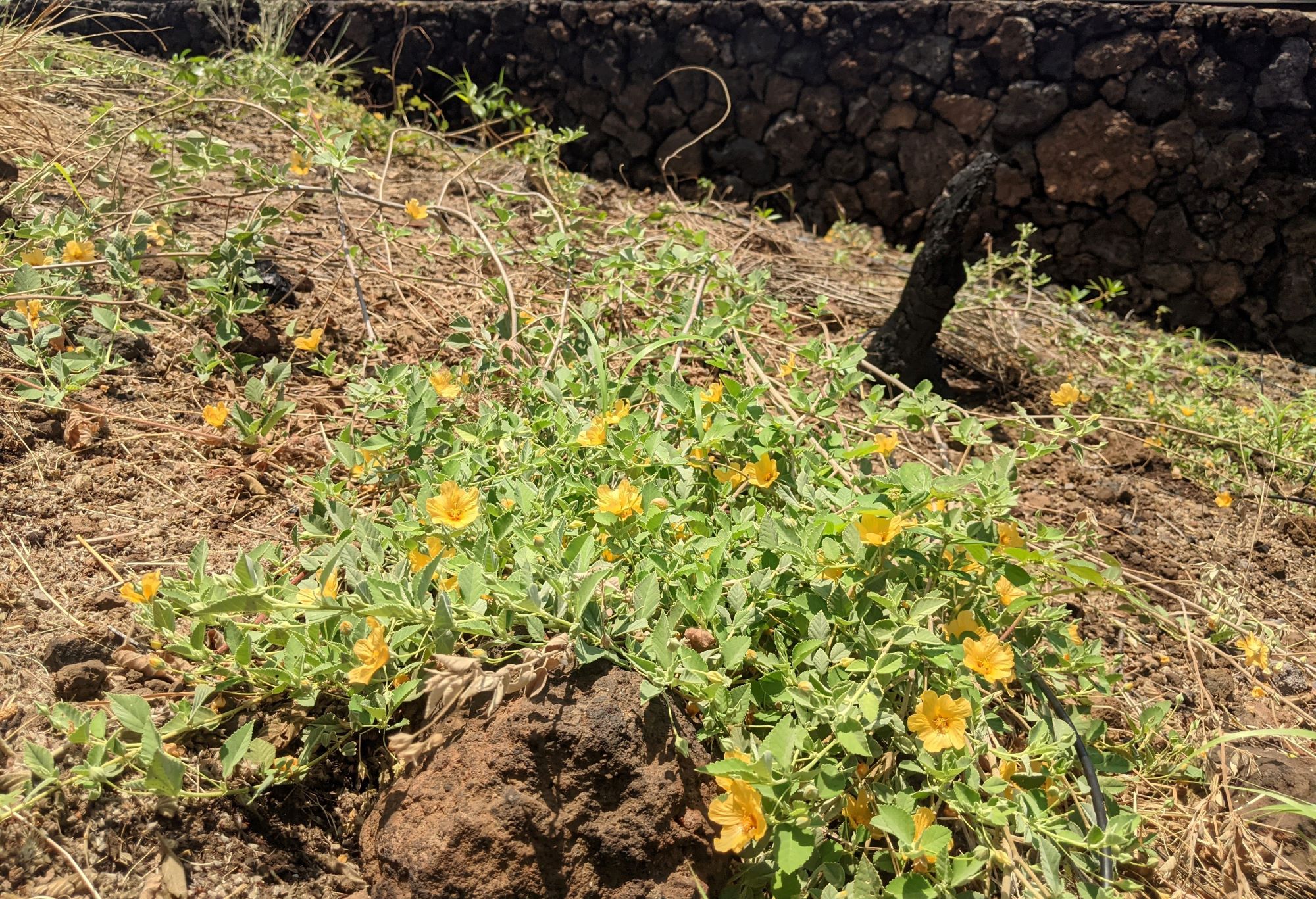 A low growing fire resistant plant called ʻilima papa planted near the newly repaired restroom