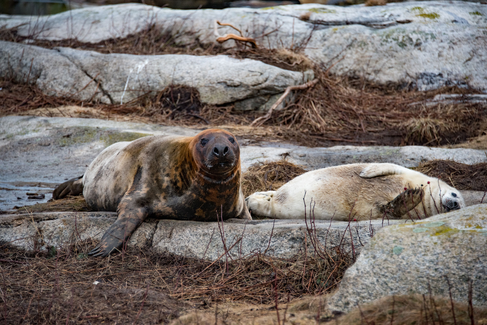 Two Gray Seals sunbathing on rocks.