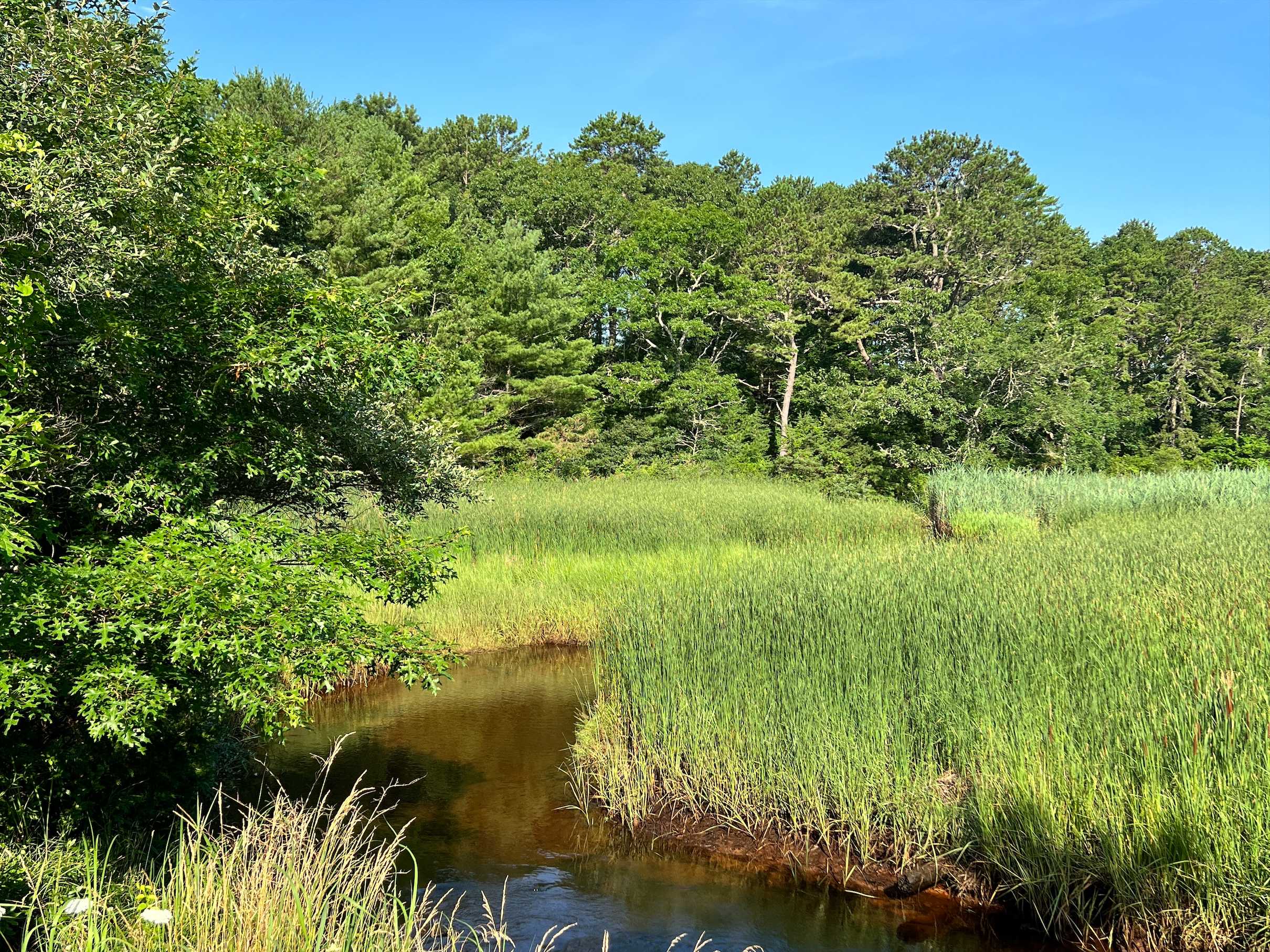 Green Forest area with stream running though it. 