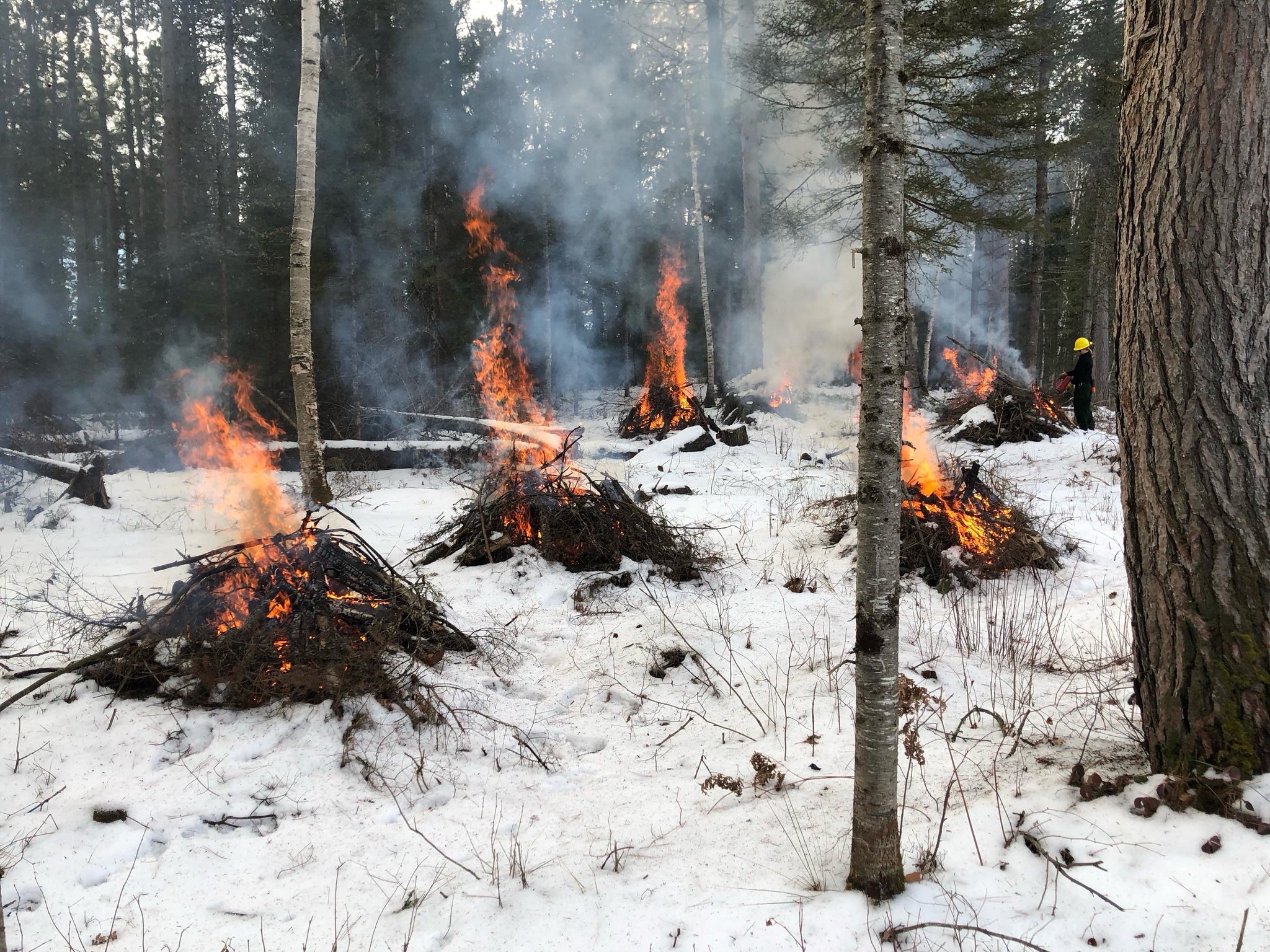 Debris piles are burning in the snow. The piles of vegetation have flames arising from them and there is snow on the ground and trees in the background. 